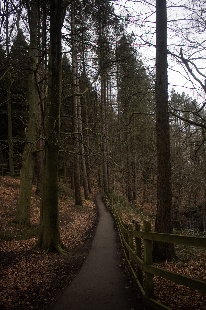 tranquil scene, wildlife, direction, trees, no people, woods, tranquility, nature, non-urban scene, bare tree, plant, trunk, pine trees, path, woodland