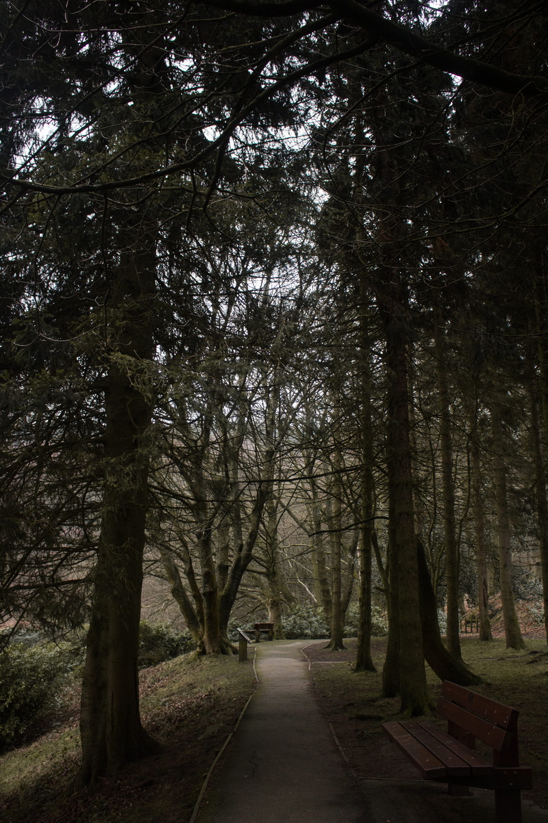 branch, woodland, pine, path, tree, trunk, united kingdom, woods, plant, footpath, 5K, country, no people, outdoors, nature, beauty in nature, derwent reservoir