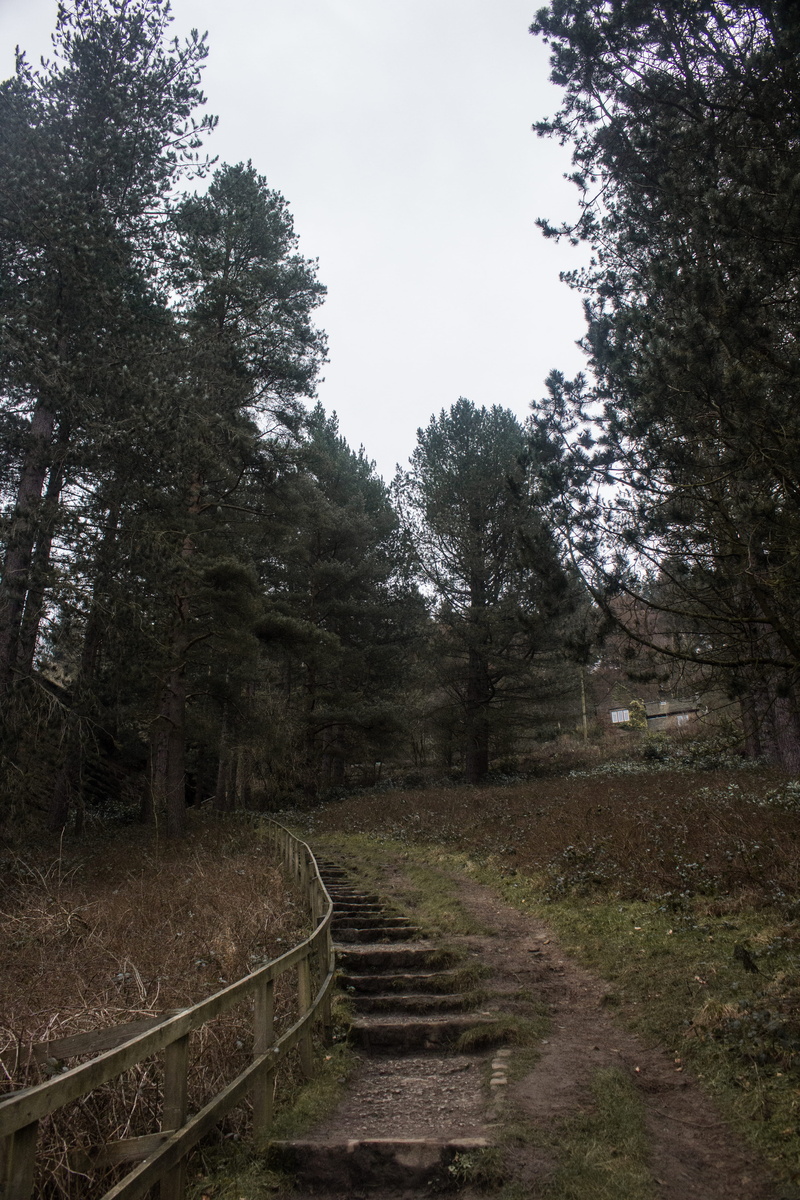 forest, derwent reservoir, dirt, no people, woods, 5K, tranquil scene, tranquility, trees, wood, land, day, consett, pine, clear sky, nature, plant, outdoors