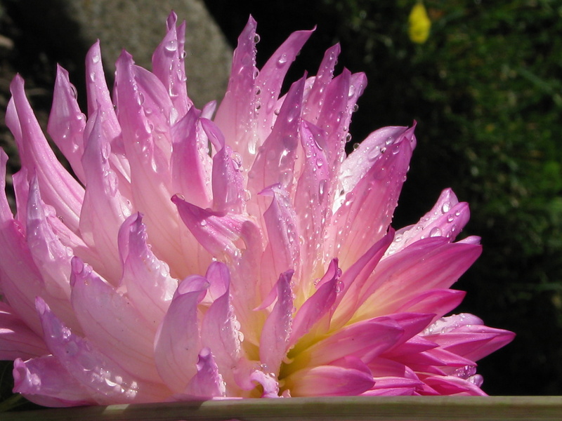 NGC, 2K, landscape, image, plant, flickr, infocus, colours, pond, idaho, flower Head, summer, freshness, Last, pink, citypark, images, purple, macrophotography