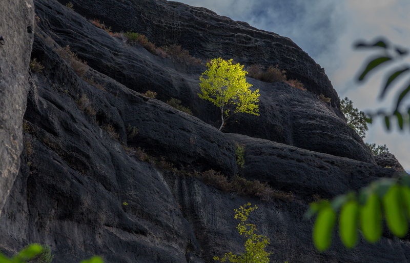 landscape, 4K, schrammsteine, climb, focus on foreground, rock, saxon switzerland, close-up, elbe, green color, forest, landscape photography, beauty in nature