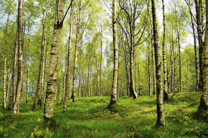 wandern, bltter, entspannung, forest, no people, ausflug, tree, bame, green color, scenics - nature, outdoors, tranquility, trail, tranquil scene, natur
