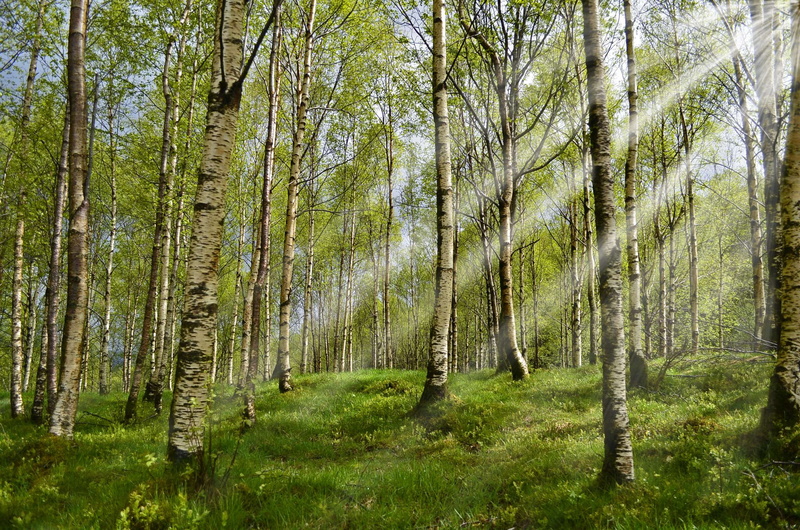 frisch, tranquil scene, forest, growth, land, sonne, woodland, bltter, erkunden, hintergrund, trunk, day, coniferous tree, tree trunk, no people, son, hoffnung