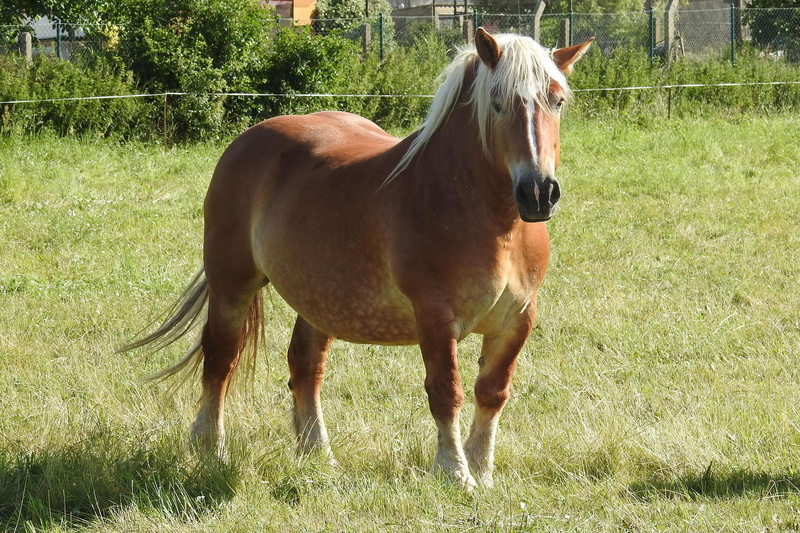 domestic, day, field, kaltblut, 4K, pets, sommer, horse, wiese, herbivorous, outdoors, vertebrate, animal, land, standing, pferd, animal themes, mhne