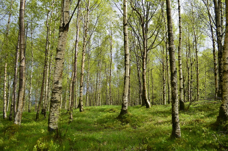 sommer, land, non-urban scene, trail, spaziergang, tree trunk, grn, pollen, natur, tranquility, birken, wandern, norwegen, entspannung, day, baumstamm