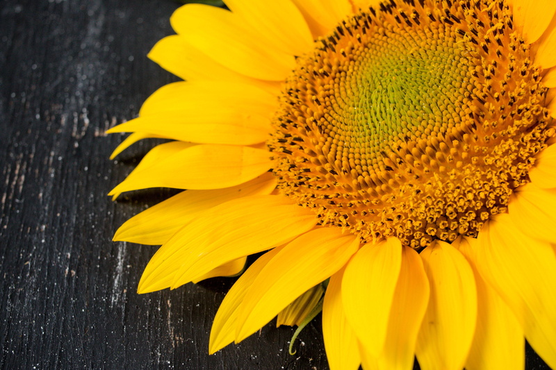 Blatt, petal, schön, nature, floral, 5K, plant, blossom, sungflower, macro, garden, Person, sunflowers, growth, Wetter, white, Sommer, Natur, Healthy