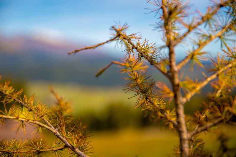 beauty in nature, no people, selective focus, tranquil scene, 5K, growth, sommer, focus on foreground, alone, forest, flowers, plant, tiefenschärfe, green