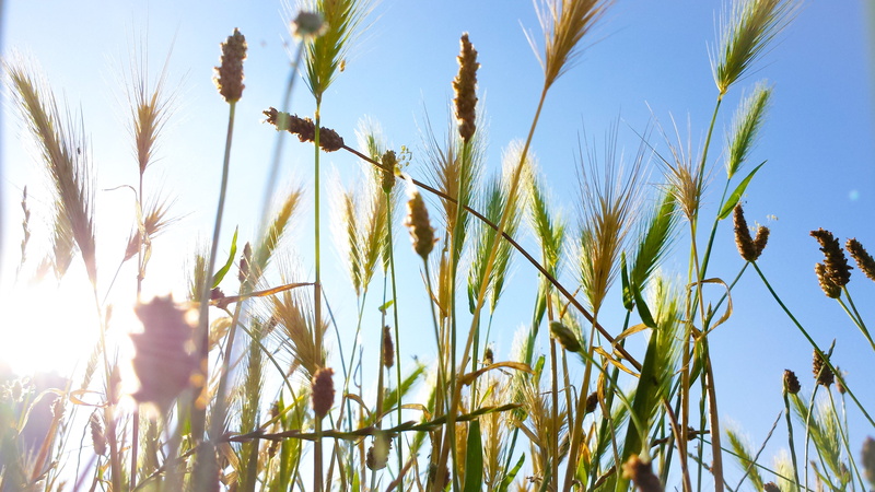 agriculture, Sonnenschein, growth, field, summer, cereal Plant, Korn, Roggen, Sommer, 4K, plant, blue, Weizen, rural Scene, yellow, outdoors, Morgen, sky