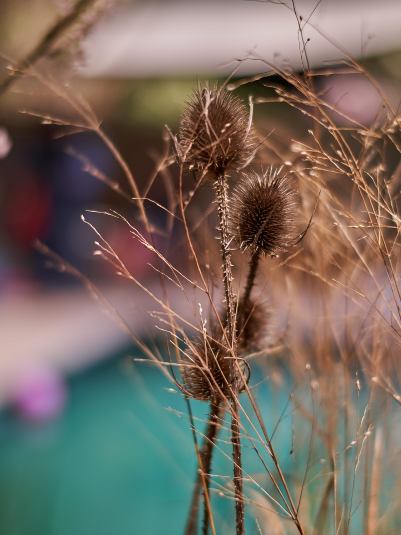spider, selective focus, flowering plant, close-up, outdoors, focus on foreground, grain, dry, no people, 5K, vegetable, leaf, vegetation, growth, wilted plant