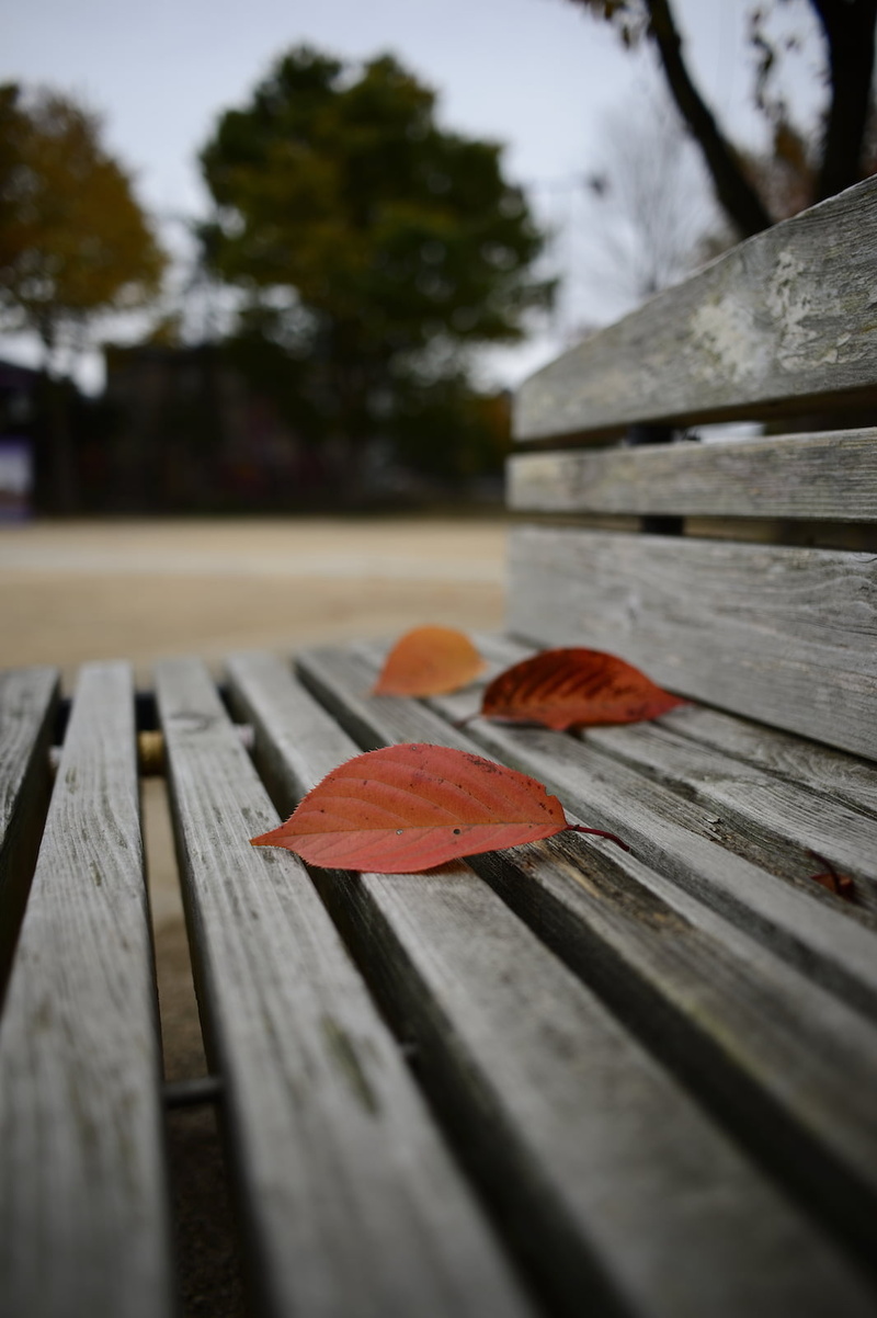 Furukawa, Color, F2.8, focus, leaves, Nikon  Df, photography, backgrounds, nature, daytime, temple, plank, Gifu, three, Aspherical, 720P, shallow focus
