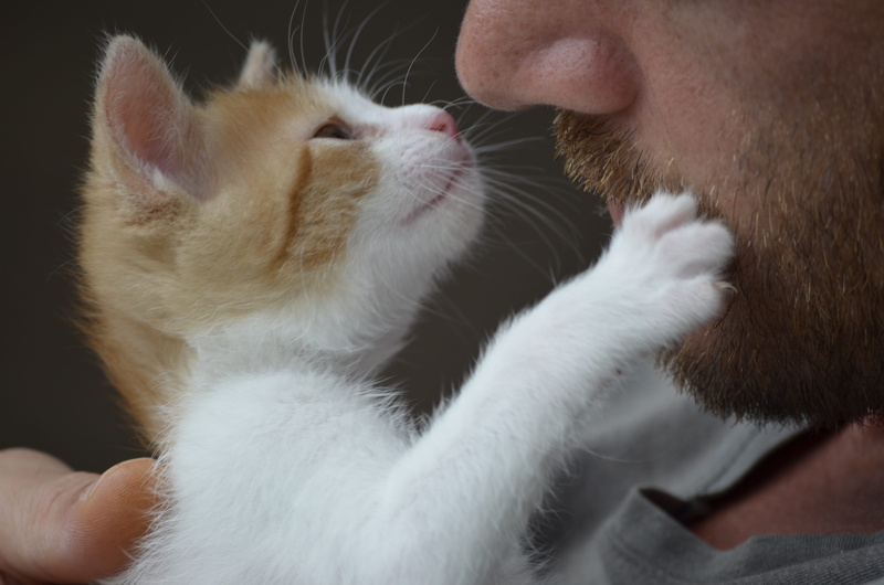 one animal, close-up, neugier, cat, tiere, beschnuppern, freundschaft, mammal, feline, real people, whisker, hand, one person, natur, papa, domestic cat