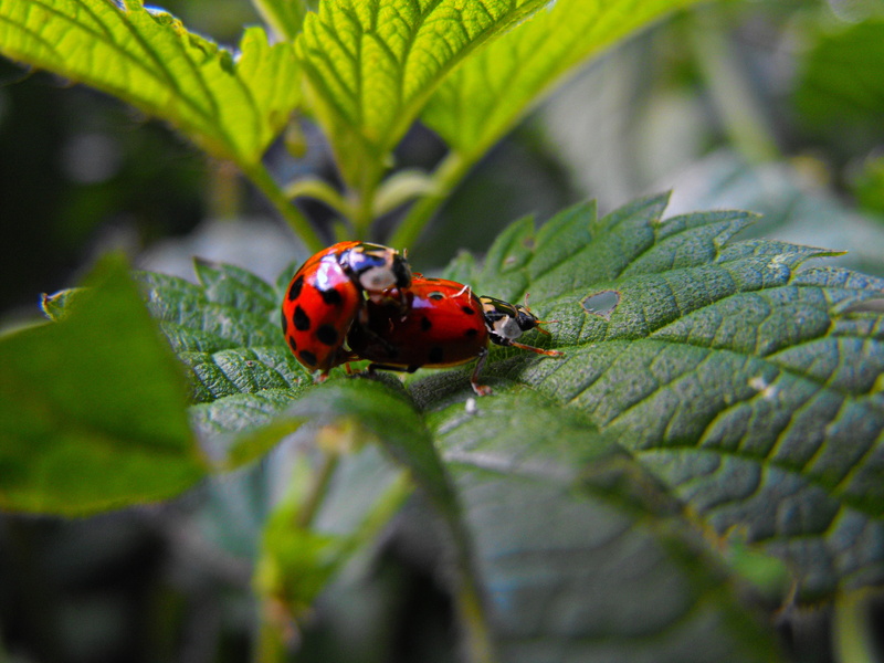 Germany, green leaf, plant, Liebe, spotted, daytime, summer, Deutschland, green Color, leaf, Sex, Ladybugs, nature, ladybirds, red, small, stinging nettle
