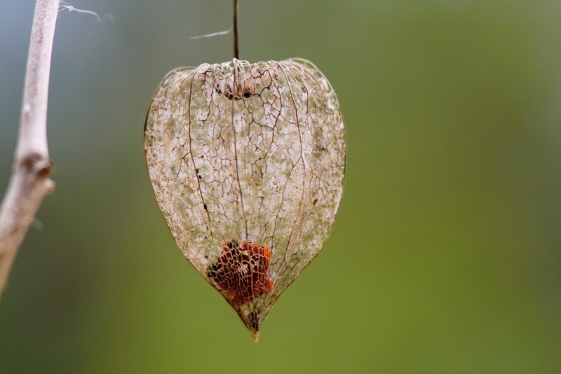 plant, beige, Liebe, pomme, flower, Apfel, Physalis, Apple, close-up, 1080P, insect, nature, en, cage, damour, brown, leaf, TWOP, love
