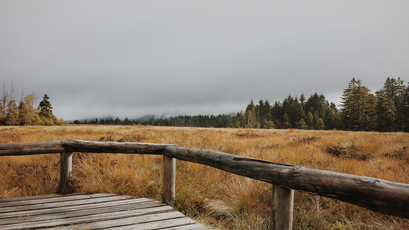 outdoor, mountains, Harz Mountains, migratory path, Moor, Hiking, plant, summer, Away, wood - material, rain, lane, wanderer, hike, 4K, beauty in nature