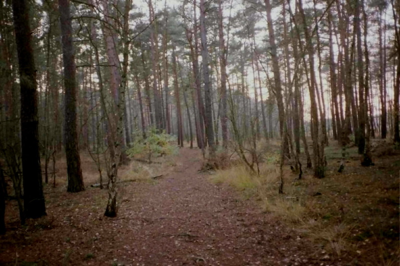 720P, wald