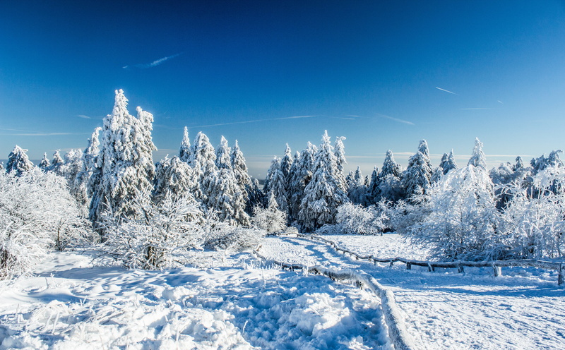 white color, pine woodland, Winter, Wald, non-urban scene, plant, white, no people, 5K, forest, beauty in nature, Seasons, trees, tranquil scene, sky