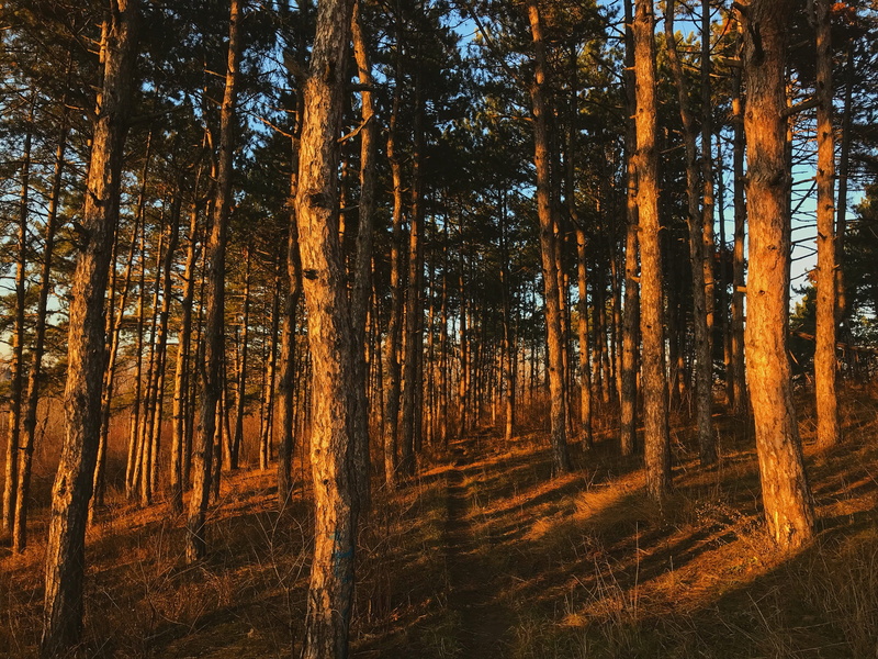 growth, beauty in nature, no people, non-urban scene, tree, low angle view, outdoors, plant, tranquility, 4K, woodland, trees, trunk, pine, chisinau, pine woodland