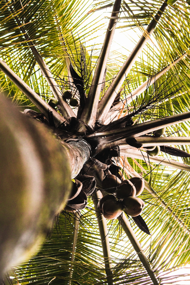 tranquility, leaf, beauty in nature, view, india, coconut tree, nature, palm leaf, worm, perspective, outdoors, trunk, coconut, growth, palm leaves, eye