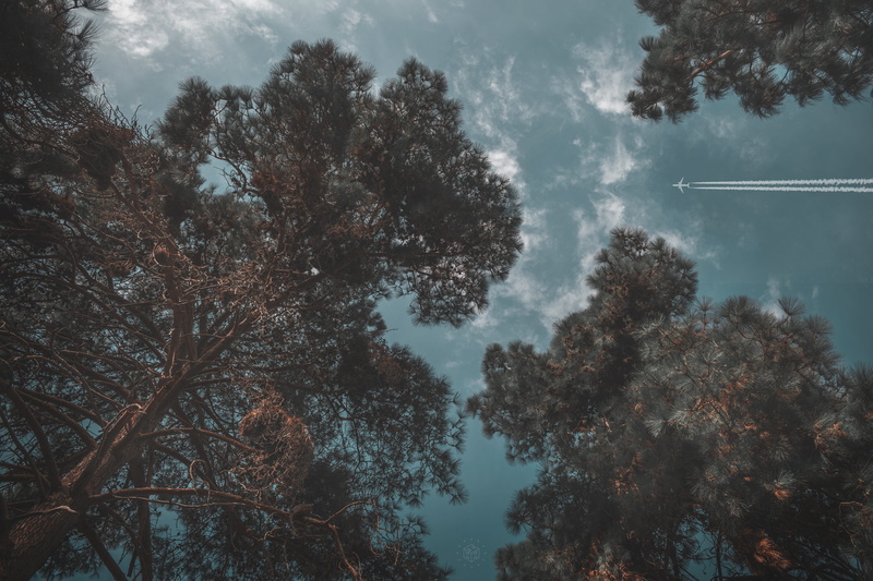 no people, aviation, tranquil scene, outdoors, travel, tree, flying, smoke, day, low angle shot, cloud - sky, sky, environment, plant, gray, aircraft, tranquility
