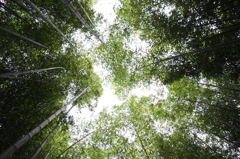 tranquil scene, tranquility, nature, bamboo - plant, no people, eyeview, tree canopy, forest, tree, s, day, outdoors, beauty in nature, rainforest, 4K