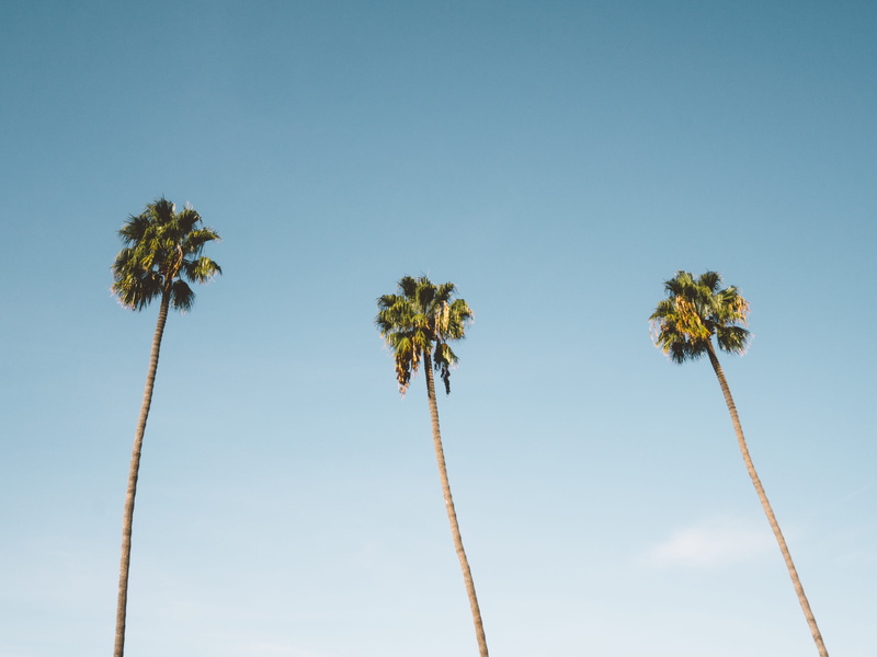 plant, beauty in nature, 4K, eyeview, photo, coconut, trees, low angle view, summer, freshness, tall - high, outdoors, travel Locations, coconut palm tree