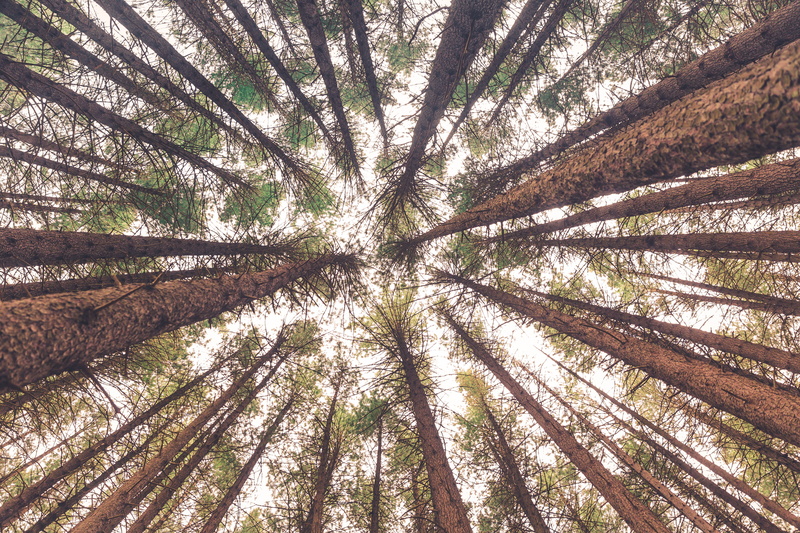 pine tree, pine, low angle view, eyeview, coniferous tree, trees, image, tree trunk, forest, tree, green, angle, color, plant, backgrounds, tranquil scene