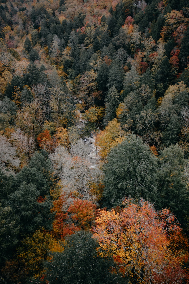 tranquility, outdoors, birds, land, scenics - nature, tranquil scene, forest, nature, autumn, tree, woods, high angle view, full frame, hidden, beauty in nature
