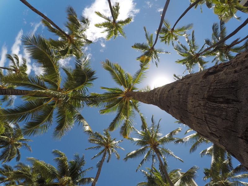 tree, tranquility, trunk, s, summer, eyeview, outdoors, day, palm tree, palm, environment, sunlight, palm leaf, directly below, nature, cloud - sky, 4K