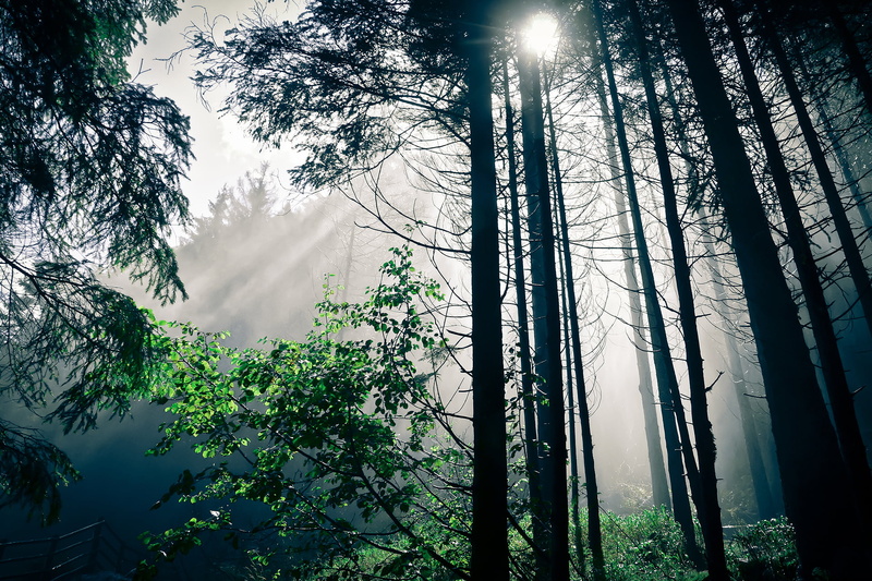 sky, tranquility, scenics - nature, sun, sunlight, s, day, worm, woodland, outdoors, no people, land, the sun, nature, growth, 1080P, trees, sunbeam, low angle view