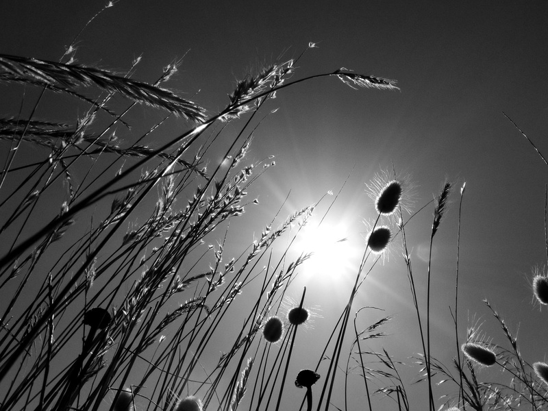 photography, no people, indoors, black and white, herbs, outdoors, drop, close-up, eyeview, dramatic sky, vulnerability, sol, shadow, growth, grass, worm