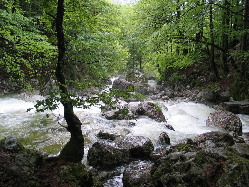 scenics - nature, rainforest, white water, power in nature, slovenia, bach, water, tranquility, solid, flowing, tree, woodland, day, stream - flowing water