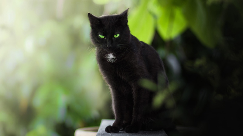 black cat, 4K, eyes, green eyes, emerald green, cat