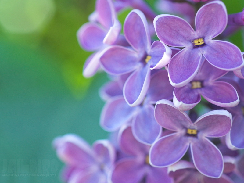 Background, Flowers, 1080P, Green, Emerald, Lilac, Spring, Macro