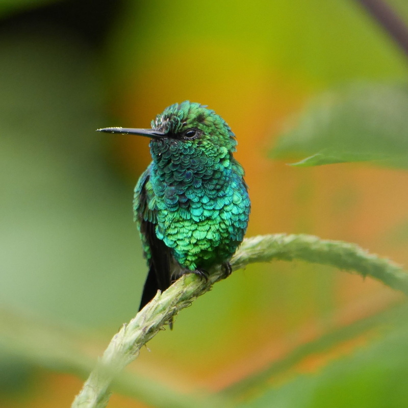 animal themes, burd, focus, green, beauty in nature, focus on foreground, animals in the wild, feather, plant, outdoors, green color, one animal, vertebrate