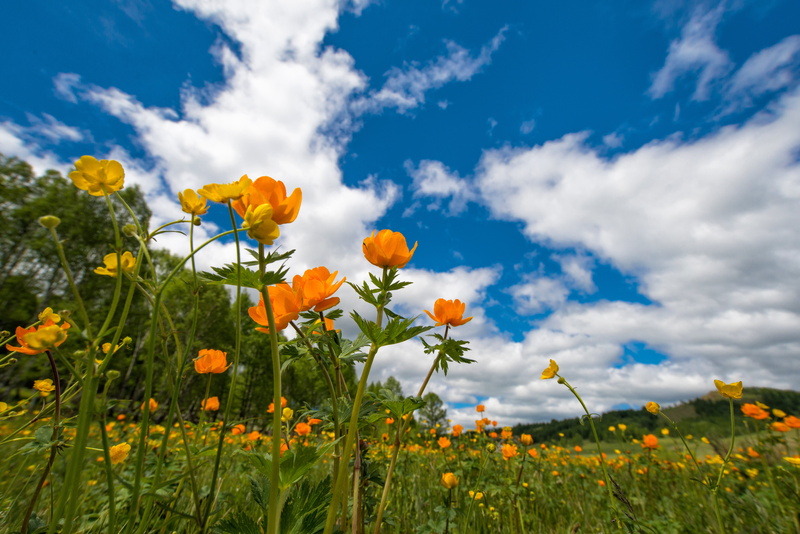 beauty in nature, freshness, flowers, poppy, 5K, yellow, scenics - nature, day, flowering plant, flower, flowerbed, landscape, meadow, orange, cloud - sky