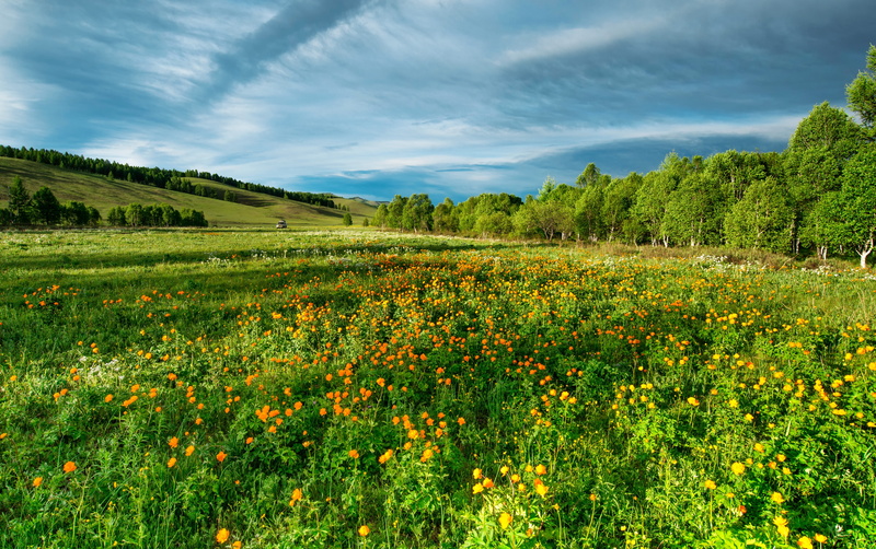tree, flower, land, rural scene, green color, non-urban scene, trees, tranquility, environment, flowers, springtime, landscape, green, no people, scenics - nature