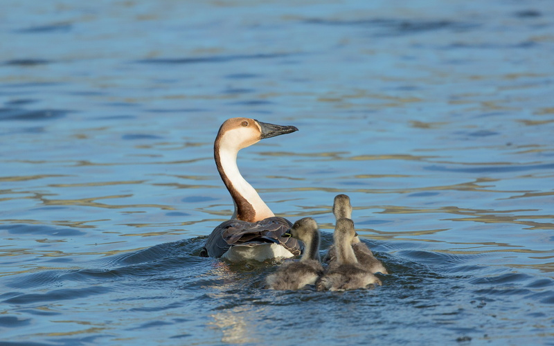 young bird, june, bogart village, day, Mother And Children, waterfront, children, no people, animal themes, animal wildlife, selenium up the river, vertebrate