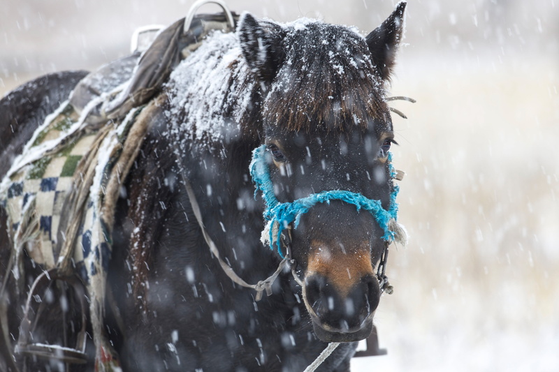 day, snowing, one animal, outdoors, domestic animals, herbivorous, nature, winter, 4K, mammal, snow, pets, animal themes, snowfall, focus on foreground