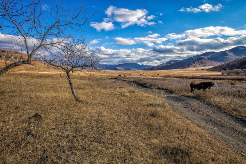 cloud - sky, grazing, grass, bogart village, day, nature, late autumn, no people, tranquility, mountain, semi-arid, mongolia, land, outdoors, landscape