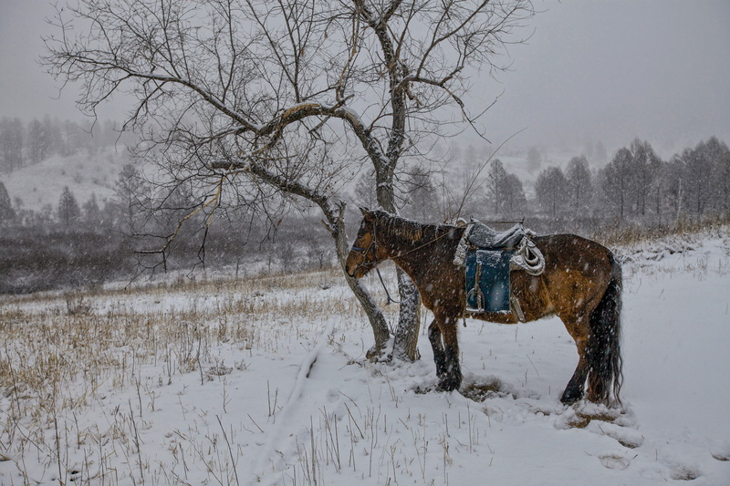 mammal, snowcapped mountain, domestic animals, in the winter, snow, tree, white color, snowfall, livestock, pets, nature, vertebrate, outdoors, herbivorous