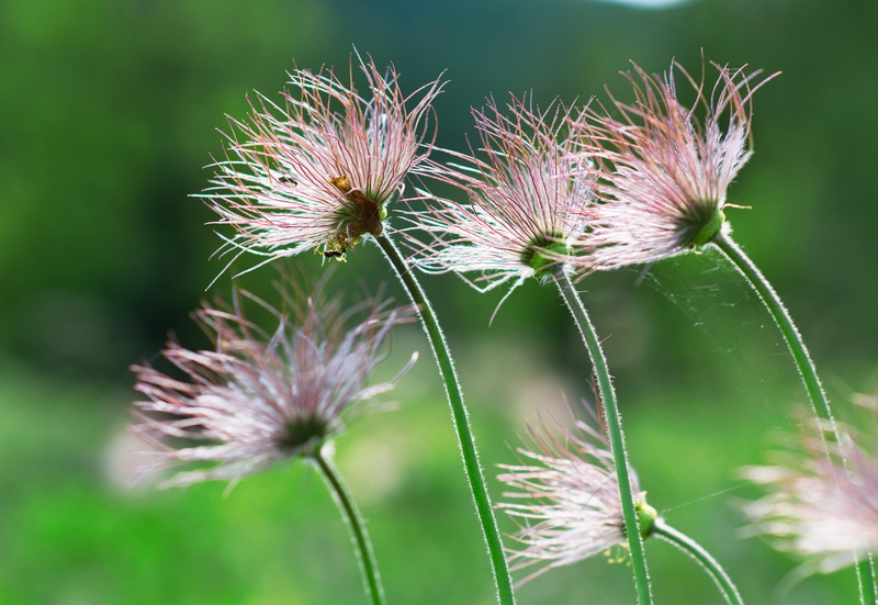 selective, dandelion seed, softness, flowering plant, plant stem, Fluff, beauty in nature, nature, 4K, purple, petal, thistle, flowers, vulnerability