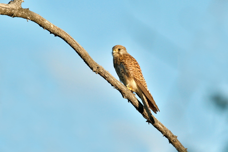 sky, focus on foreground, Birds Of Prey, one animal, no people, animal, animal wildlife, animal themes, plant, branch, eagle, bogart village, low angle view