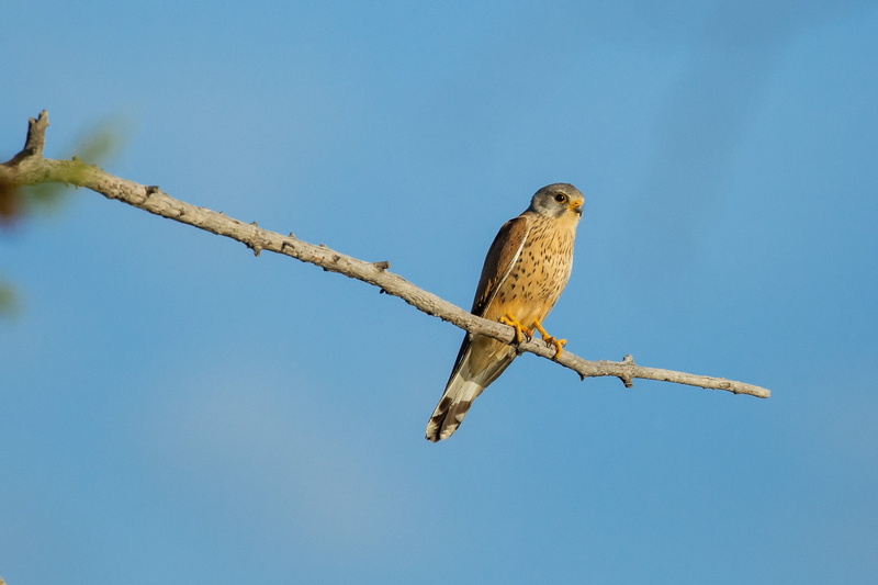 mourning dove, wildlife, animals in the wild, one animal, sky, mongolia, perching, no people, bogart village, branch, low angle view, tree, birds of prey