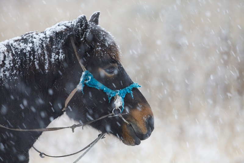 outdoors, domestic animals, domestic, 5K, water, snowing, bogart village, animal, day, a friendly face, animal themes, no people, dog, patience, cold temperature