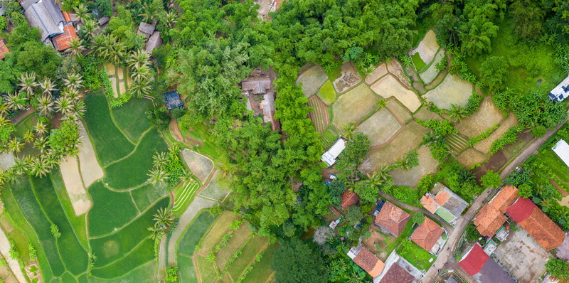 outdoors, aerial photography, drone shot, environment, gardening, paddy field, paddy, land, trees, drone photography, fields, tropical, rural scene, rice fields