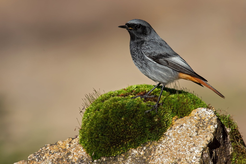Phoenicurus ochruros, nature, moss, background, 1080P, Black Redstart, stone, bird, the sun, bokeh