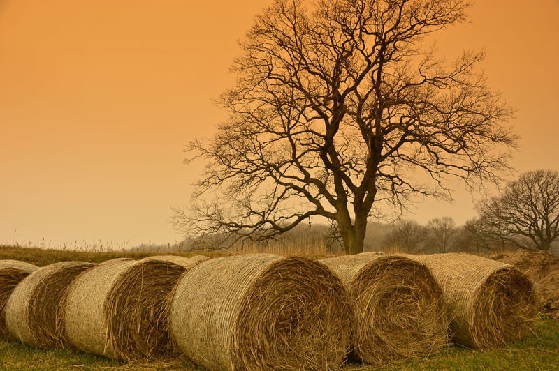 tree, outdoors, agriculture, bale, 5K, mood, rolled up, scenics - nature, straw, landscape, rural scene, land, field, harvest, harvesting, farm, light