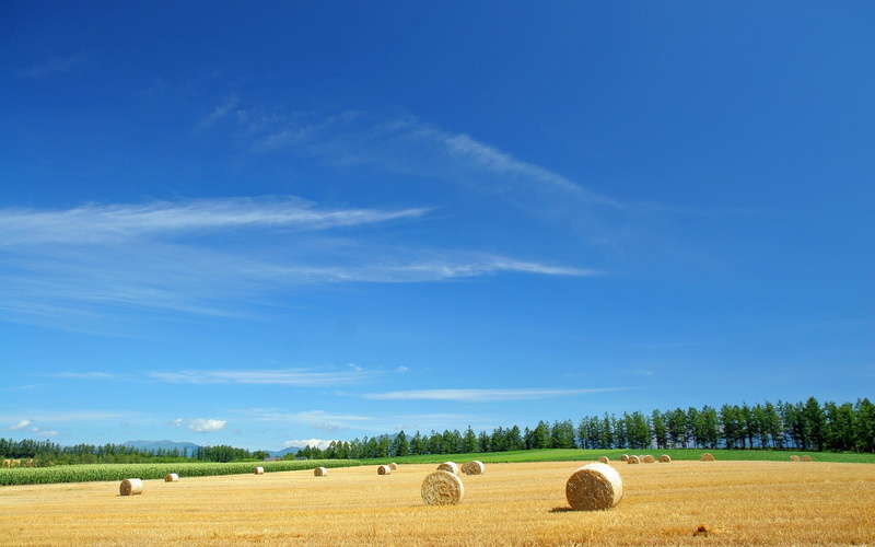 autumn, yellow, green Color, gold Colored, economy, scenics, rural Scene, land, brown, day, wheat, harvesting, tranquility, hill, plant, grass, bales, landscaped