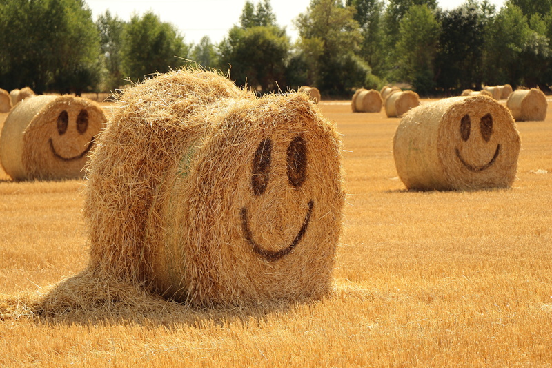 outdoors, halmballe, summer, rolled up, hay, yellow, nature, straw, 5K, sunlight, tree, tranquility, haystack, happy, no people, field, farm, rural scene