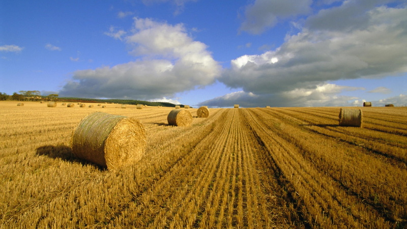 bales, outdoors, yellow, blue, scenics - nature, growth, green, stack, wheat, nature, circle, 1080P, landscaped, dry, grass, summer, sunlight, haystack